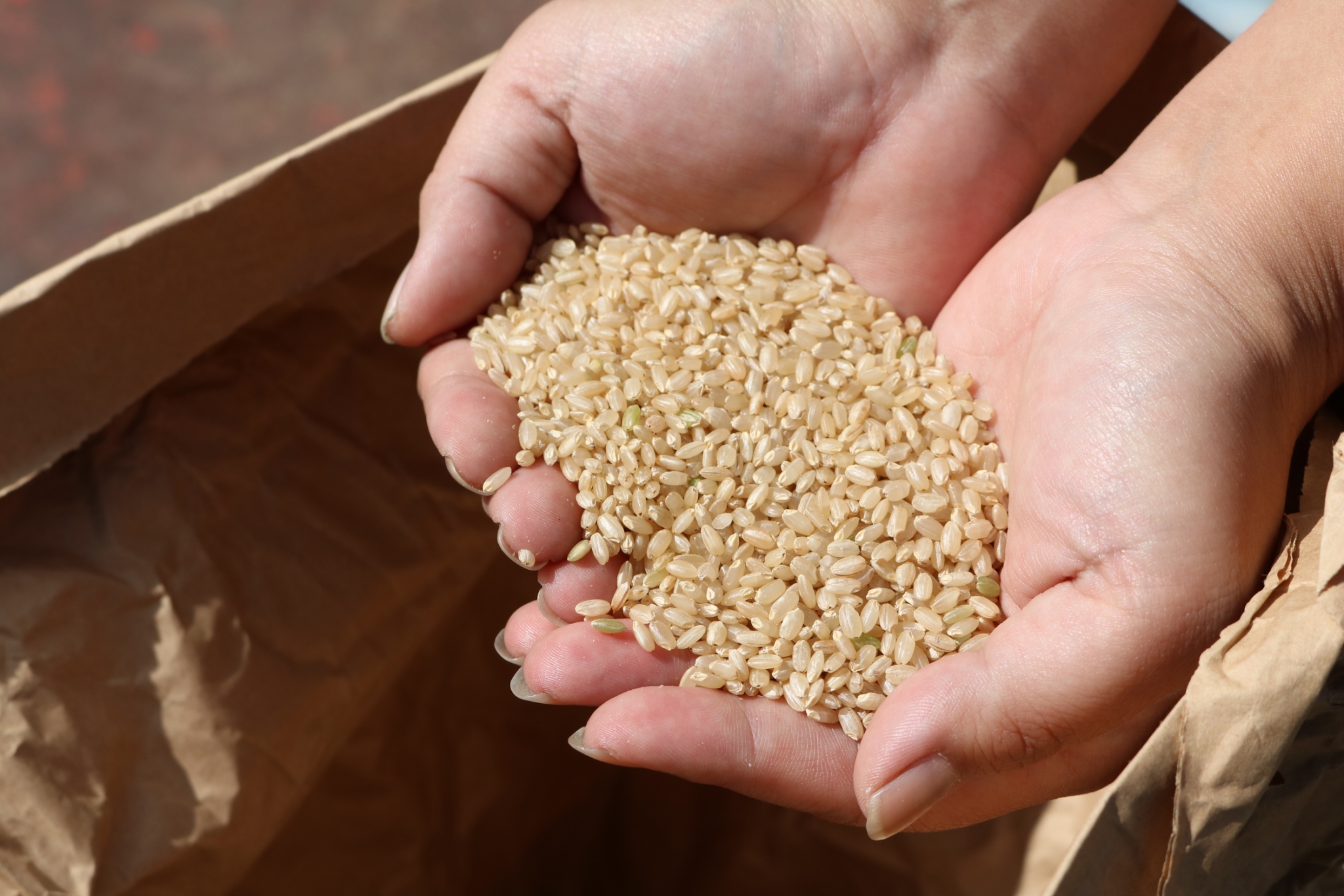 玄米を手にのせた写真
